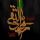سیره و زندگینامه امام جواد (ع)؛ از تولد تا شهادت