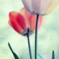 معیارهای ازدواج در احادیث معصومین علیهم السلام