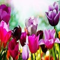 حکایت عابد بنی اسرائیل